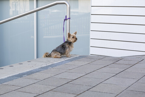 Yorkshire Terrier wartet im Freien, lizenzfreies Stockfoto