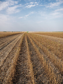 Ripe agricultural field at sunset, Vojvodina, Serbia stock photo