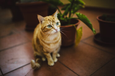 Porträt einer getigerten Katze, die auf einem gefliesten Boden sitzt - RAEF02055