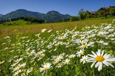 Deutschland, Bayern, Oberbayern, Ruhpolding, Chiemgauer Alpen, Obergschwend, blühende Margeriten, Untern Berg im Hintergrund - LBF02007