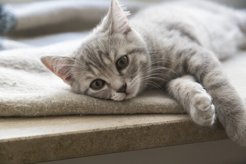 British shorthair kitten lying on window sill stock photo