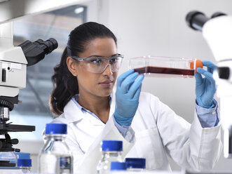 Biomedizinische Forschung, Wissenschaftlerin betrachtet die Entwicklung von Stammzellen in einem Kulturgefäß während eines Experiments im Labor - ABRF00172