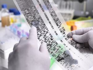 Genetische Forschung, Wissenschaftler mit einem DNA-Gel, das die genetische Zusammensetzung der Probe zeigt - ABRF00187