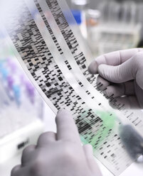 Genetic Research, Scientist holding a DNA gel revealing, the genetic make-up of the specimen - ABRF00188