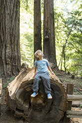 Boy sitting on tree trunk, Muir Woods, California, USA - ISF15751