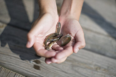 Hands of teenage boy holding bait fish on pier, Lake Superior, Gwinn, Michigan, USA - ISF15852