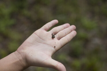 Hand of teenage boy holding tiny toad on pier, Lake Superior, Gwinn, Michigan, USA - ISF15853