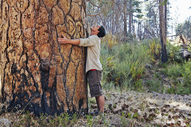 Junger Mann im Wald, der einen großen Baumstamm umarmt, Los Angeles, Kalifornien, USA - ISF15877