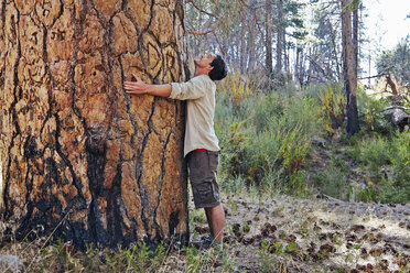 Young man in forest hugging large tree trunk, Los Angeles, California, USA - ISF15877