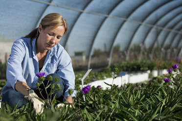 Ältere Gärtnerin bei der Pflege von Pflanzen in einem Baumschul-Polytunnel - ISF15933