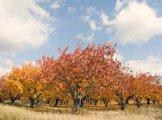 Walnusshain im Herbst, Provence, Frankreich - CUF38874