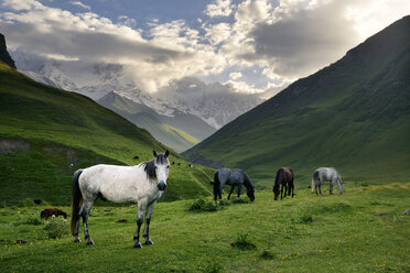 Horses grazing in valley, Ushguli village, Svaneti, Georgia - CUF38887