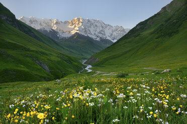 Blick auf eine Wildblumenwiese und den Berg Shkhara, Dorf Ushguli, Svaneti, Georgien - CUF38890