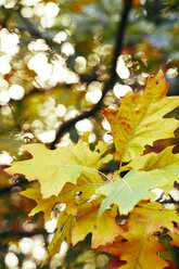 Autumn leaves - BZF00413
