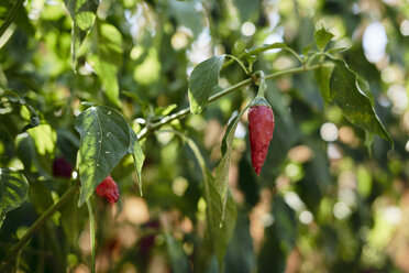 Bulgaria, red chili pod in garden - BZF00414