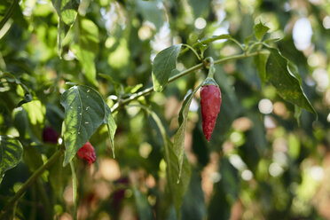 Bulgarien, rote Chilischote im Garten - BZF00414