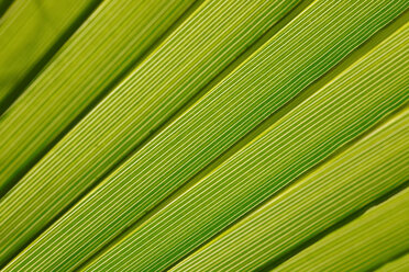 Close-up of palm leave - JTF01024