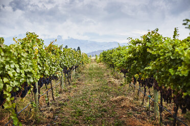 Rows of vines in vineyard, Kelowna, British Columbia, Canada - ISF16369