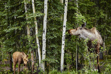 Elchkalb und Elchmutter (alces) beim Fressen von Laub, Denali National Park, Alaska, USA - ISF16384