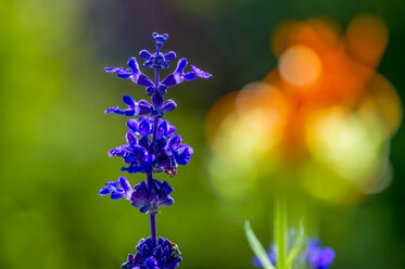 Flowering woodland sage, Salvia nemorosa - FRF00689