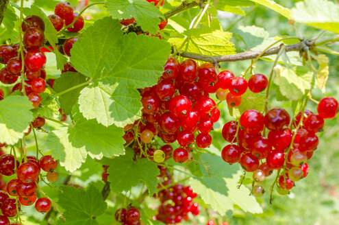 Rote Johannisbeeren am Strauch - MHF00438