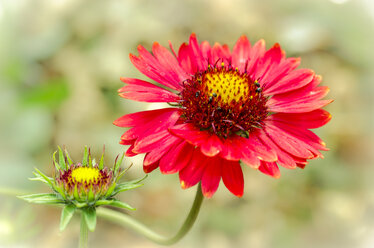 Gaillardia - MHF00439