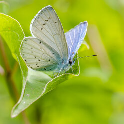 Blauer Schmetterling auf Blatt - MHF00440