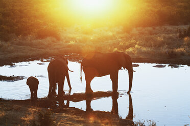 Afrikanische Elefanten in Umrissen am Wasserloch, Etosha-Nationalpark, Namibia - CUF38939