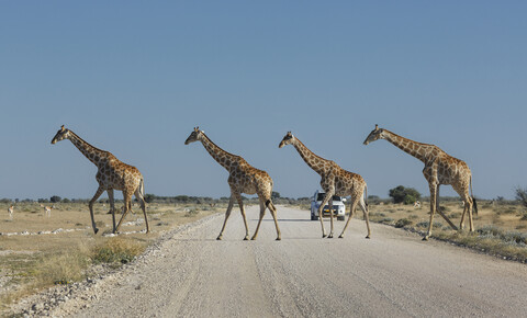Vier Giraffen überqueren die Straße, Etosha-Nationalpark, Namibia, lizenzfreies Stockfoto