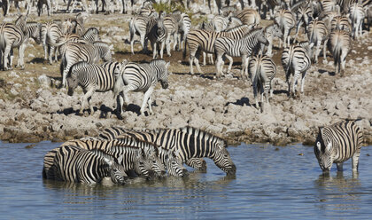 Zebraherde beim Trinken am Wasserloch, Etosha-Nationalpark, Namibia - CUF38944