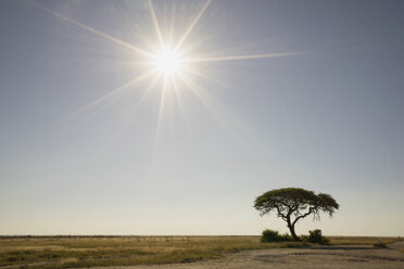 Silhouette eines Baumes auf einer Ebene, Etosha-Nationalpark, Namibia - CUF38946