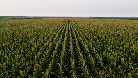 Serbien, Vojvodina, Luftaufnahme eines grünen Maisfeldes, lizenzfreies Stockfoto