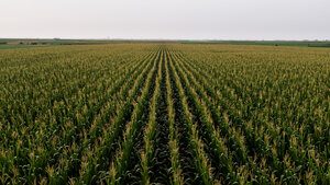 Serbia, Vojvodina, Aerial view of green corn field - NOF00050