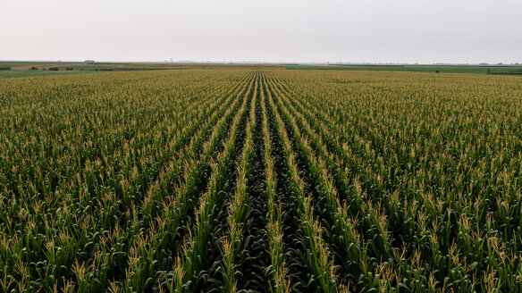 Serbia, Vojvodina, Aerial view of green corn field - NOF00050