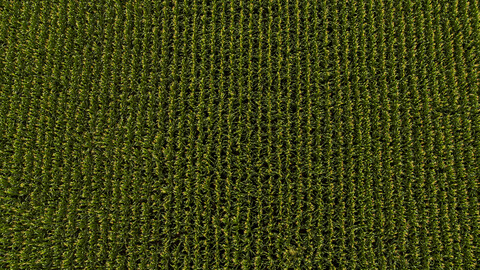 Serbien, Vojvodina, Luftaufnahme eines grünen Maisfeldes, lizenzfreies Stockfoto