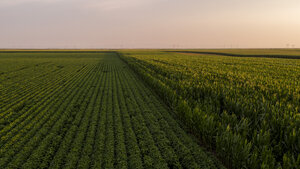 Serbia, Vojvodina, Aerial view of soybean and corn fields in late summer afternoon - NOF00056