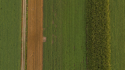 Serbien, Vojvodina, Luftaufnahme von Mais-, Weizen- und Sojafeldern im Spätsommer nachmittags - NOF00060