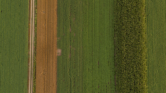 Serbien, Vojvodina, Luftaufnahme von Mais-, Weizen- und Sojafeldern im Spätsommer nachmittags - NOF00060