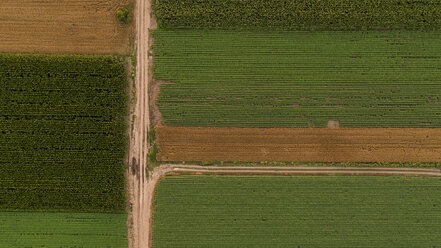 Serbien, Vojvodina, Luftaufnahme von Mais-, Weizen- und Sojafeldern im Spätsommer nachmittags - NOF00061