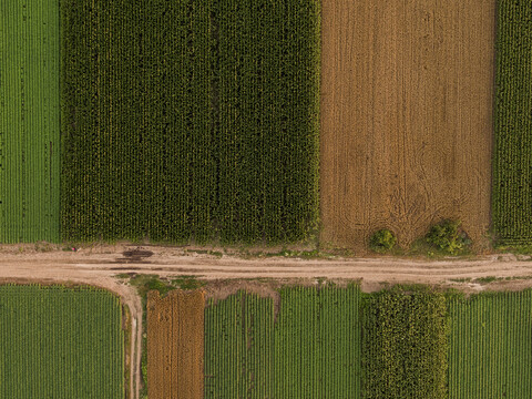 Serbien, Vojvodina, Luftaufnahme von Mais-, Weizen- und Sojafeldern im Spätsommer nachmittags, lizenzfreies Stockfoto