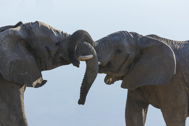 Two african elephants fighting, Etosha National Park, Namibia - CUF39348