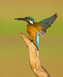 Eisvogel (Alcedo atthis), Nahaufnahme - CUF39352