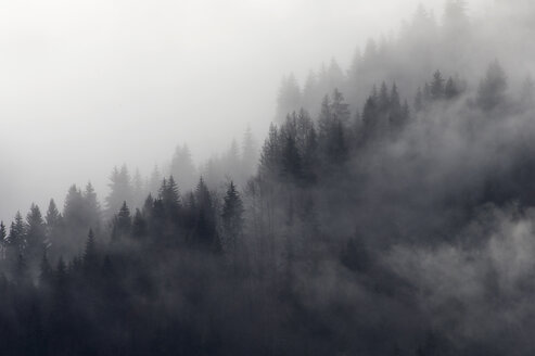 Nebliger Wald, Murren, Berner Oberland, Schweiz - CUF39496