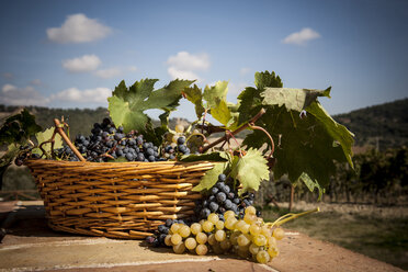 Korb mit Weintrauben, Siena, Orcia-Tal, Toskana, Italien - CUF39539