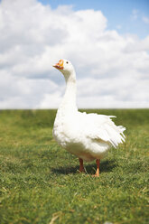 Portrait of white goose in field - CUF39558