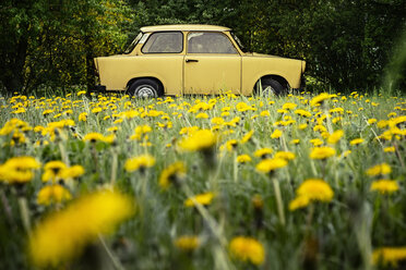 Gelber Oldtimer im Feld - CUF39580