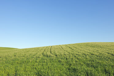 Spanien, Ronda, Blick auf grünes Weizenfeld vor blauem Himmel - RUEF01881