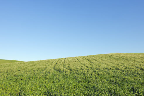 Spanien, Ronda, Blick auf grünes Weizenfeld vor blauem Himmel - RUEF01881