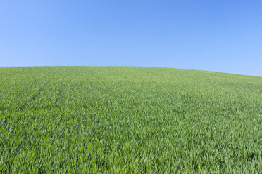 Spanien, Andalusien, Blick auf grünes Weizenfeld vor blauem Himmel - RUEF01887