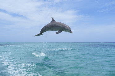 Honduras, Roatan, bottlenose dolphin jumping in the air - RUEF01888